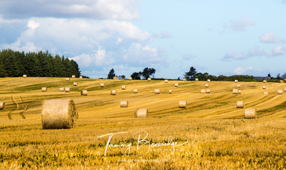 #PEIfun PEI in social media